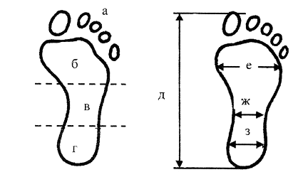 Рис. 5. Отображающиеся в следах босых ног детали строения подошвы стопы и их размеры: 